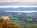 Een schaap op een grazige heuvel met uitzicht op een groen, glooiend landschap met ochtendmist.