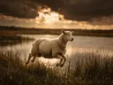 Schaap in beweging, een weide bij het water, een dreigende luchten met een sepia-gloed