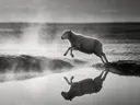 Schaap in de sprong, de oever, met een spiegeling in het water, de ochtendmist, zwart-wit