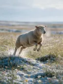 Schaap in de sprong, een bloemenweide, een dun laagje sneeuw