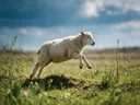 Schaap in de sprong, een bosrand, een fris lentemoment