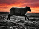 Schaap in de sprong, een rotsachtig hoogland, een silhouet tegen een vurige zonsondergang, zwart-wit