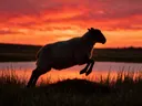 Schaap in de sprong, een weide bij het water, een silhouet tegen een vurige zonsondergang