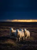 Schaap in het veld, een wilde heide, de laatste gloed vlak voor de nacht