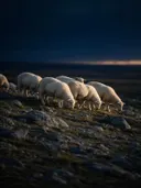 Schaap in het veld, een rotsachtig hoogland, de laatste gloed vlak voor de nacht
