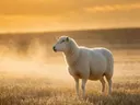 Schaap in het veld, een goudkleurig stoppelveld, de ochtendmist
