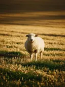 Schaap in het veld, een goudkleurig stoppelveld, de volle zomer