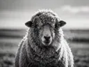 Schaap in het veld, een rustig weiland, een dun laagje sneeuw, zwart-wit