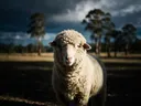 Schaap in het veld, een bosrand, een enkele lichtbundel als een spotlicht
