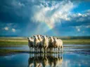 Schaap in het veld, de oever, met een spiegeling in het water, een fris moment na de regen