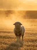Schaap in het veld, een goudkleurig stoppelveld, een gouden namiddagzon