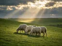 Schaap in het veld, een rustig weiland, lichtbundels door de wolken