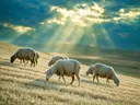 Schaap in het veld, een goudkleurig stoppelveld, lichtbundels door de wolken