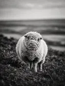 Schaap in het veld, een varenhelling, volle herfstkleuren, zwart-wit