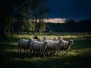 Schaap in kudde, een bosrand, de laatste gloed vlak voor de nacht