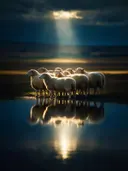Schaap in kudde, de oever, met een spiegeling in het water, een enkele lichtbundel als een spotlicht