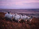 Schaap in kudde, een varenhelling, een roze-paarse schemering
