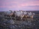 Schaap in kudde, een rotsachtig hoogland, een roze-paarse schemering