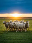 Schaap in kudde, een rustig weiland, het felle tegenlicht van de ondergaande zon