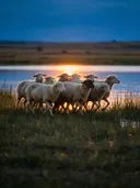 Schaap in kudde, een weide bij het water, het felle tegenlicht van de ondergaande zon