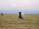 Foto van een schaap in een grasveld met een dynamische onscherpe achtergrond.