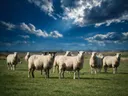 Schapen
