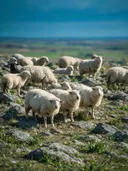Schaap op afstand, een rotsachtig hoogland, een fris lentemoment