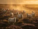 Schaap op afstand, een wilde heide, een gouden namiddagzon