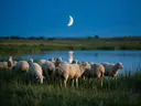 Schaap op afstand, een weide bij het water, het blauwe uur met een maansikkel