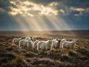 Schaap op afstand, een wilde heide, lichtbundels door de wolken