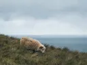 Een schaap graast op een grashelling met uitzicht over de zee
