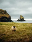 Schaap op een klif met uitzicht op zee en rotsformaties.