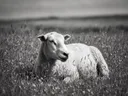Schaap rustend, een bloemenweide, een blauw-oranje schemering, zwart-wit