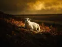 Schaap rustend, een varenhelling, een enkele lichtbundel als een spotlicht
