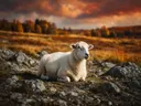 Schaap rustend, een rotsachtig hoogland, volle herfstkleuren