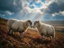 Schaap samen, een varenhelling, een fris moment na de regen