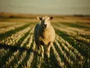 Schaap verrast, een goudkleurig stoppelveld, de volle zomer