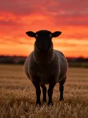 Schaap verrast, een goudkleurig stoppelveld, een silhouet tegen een vurige zonsondergang