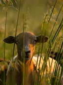 Een schaap dat door hoge gouden grassprieten kijkt bij avondlicht.