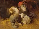 Schapen in de stal van Anton Schrodl: dieren met schapen