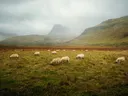 Kudde schapen grazend in een grasveld met bergen op de achtergrond.