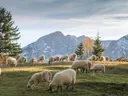 Kudde schapen grazend op een weide met besneeuwde bergen op de achtergrond