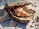 Schilderij van een schelp in een open houten kistje