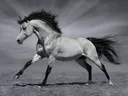 Zwart-wit foto van schimmel in galop