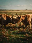 Schotse Hooglander een teder moment, een varenhelling, de volle zomer