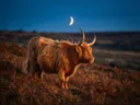 Schotse Hooglander en profil, een varenhelling, het blauwe uur met een maansikkel