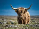 Schotse Hooglander frontaal, een rotsachtig hoogland, een fris lentemoment