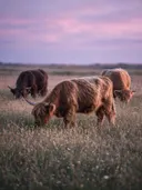 Schotse Hooglander in groepje, een bloemenweide, een roze-paarse schemering