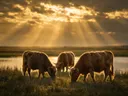 Schotse Hooglander in groepje, een weide bij het water, lichtbundels door de wolken