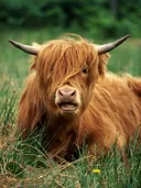 Schotse hooglander met lange hoorns liggend in het gras